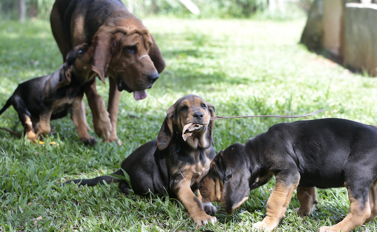 A cada ano, de cinco a dez filhotes são selecionados para o time canino. Foto: Aniele Nascimento/Gazeta do Povo