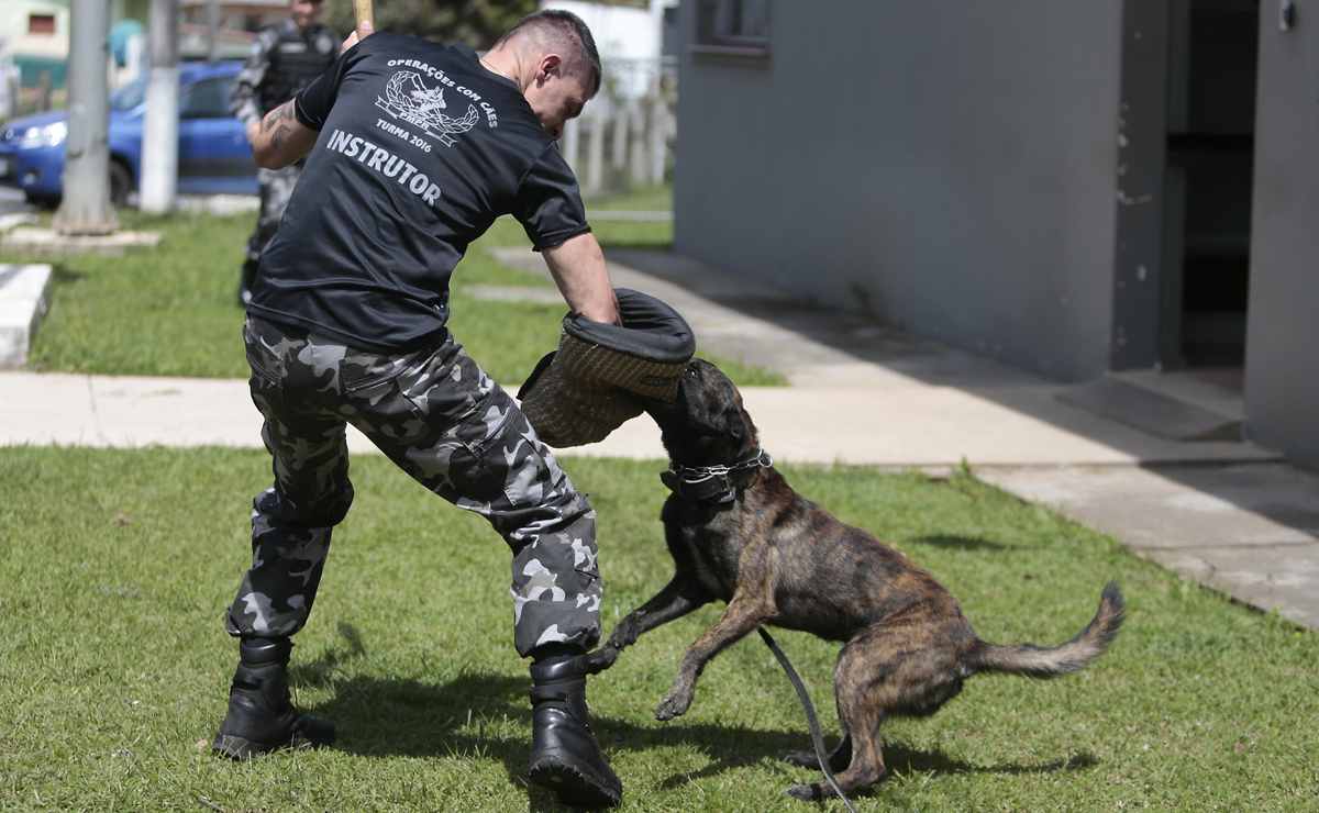 Cachorros trabalham em três modalidades: patrulhamento, detecção e buscas de entorpecentes e explosivos. Foto: Aniele Nascimento/Gazeta do Povo