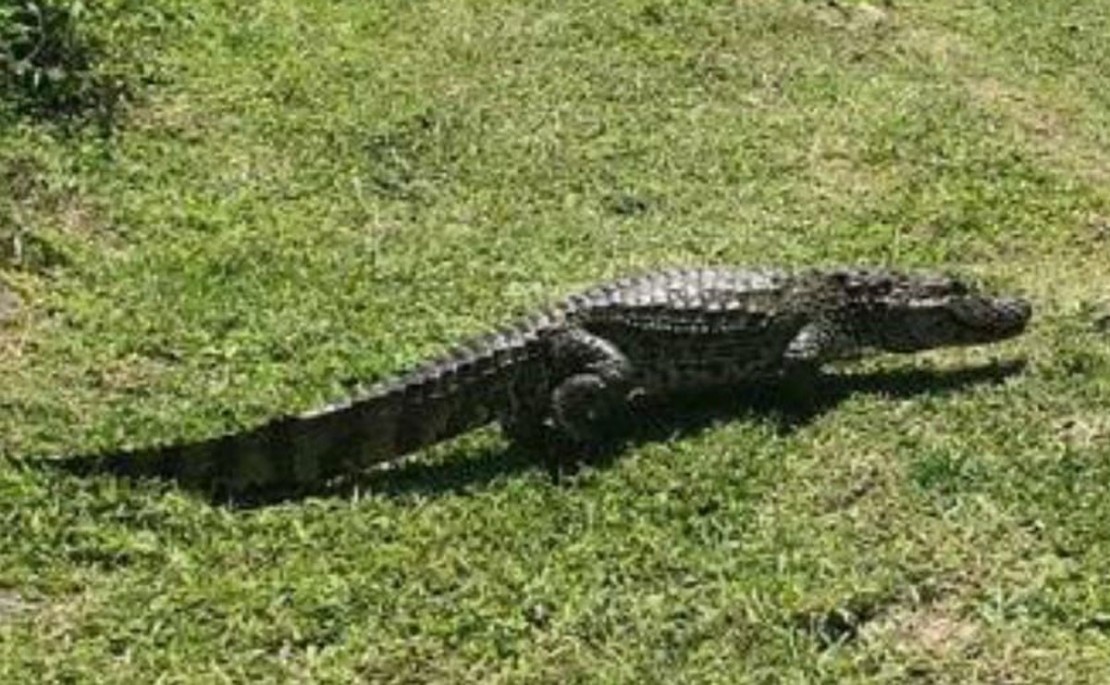 Jacaré Adilson foi flagrado fora do canal, que fica pero da Escola Municipal Caetana Paranhos, em Matinhos. Foto: Divulgação.