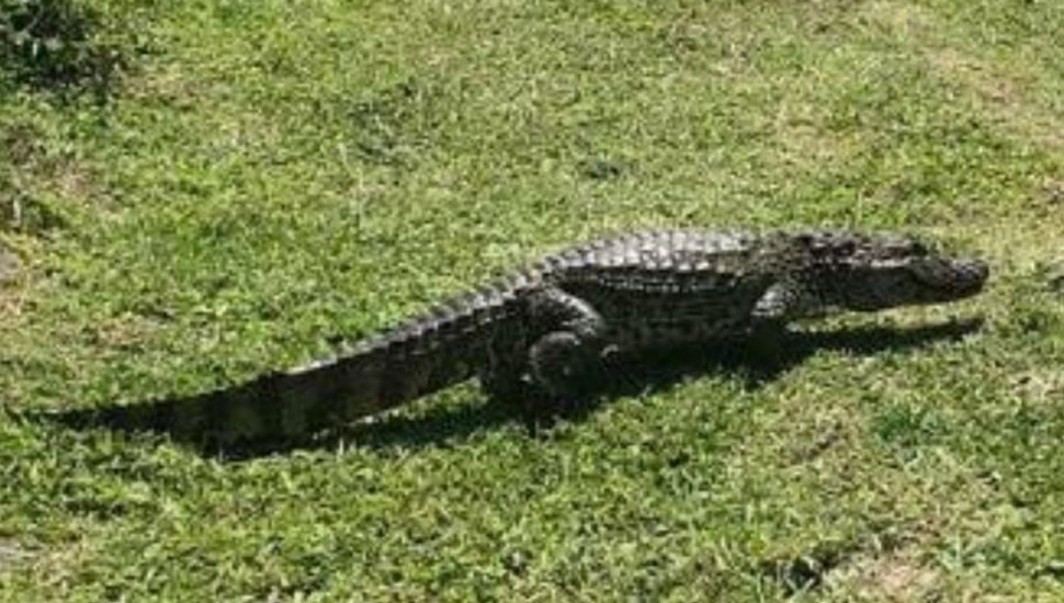 Jacaré Adilson foi flagrado fora do canal, que fica pero da Escola Municipal Caetana Paranhos, em Matinhos. Foto: Divulgação.