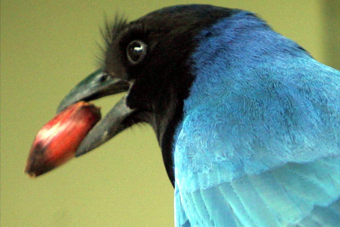 Foto: Arquivo/Tribuna do Paraná