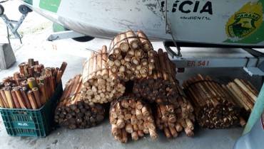 Foto: Divulgação/Polícia Ambiental