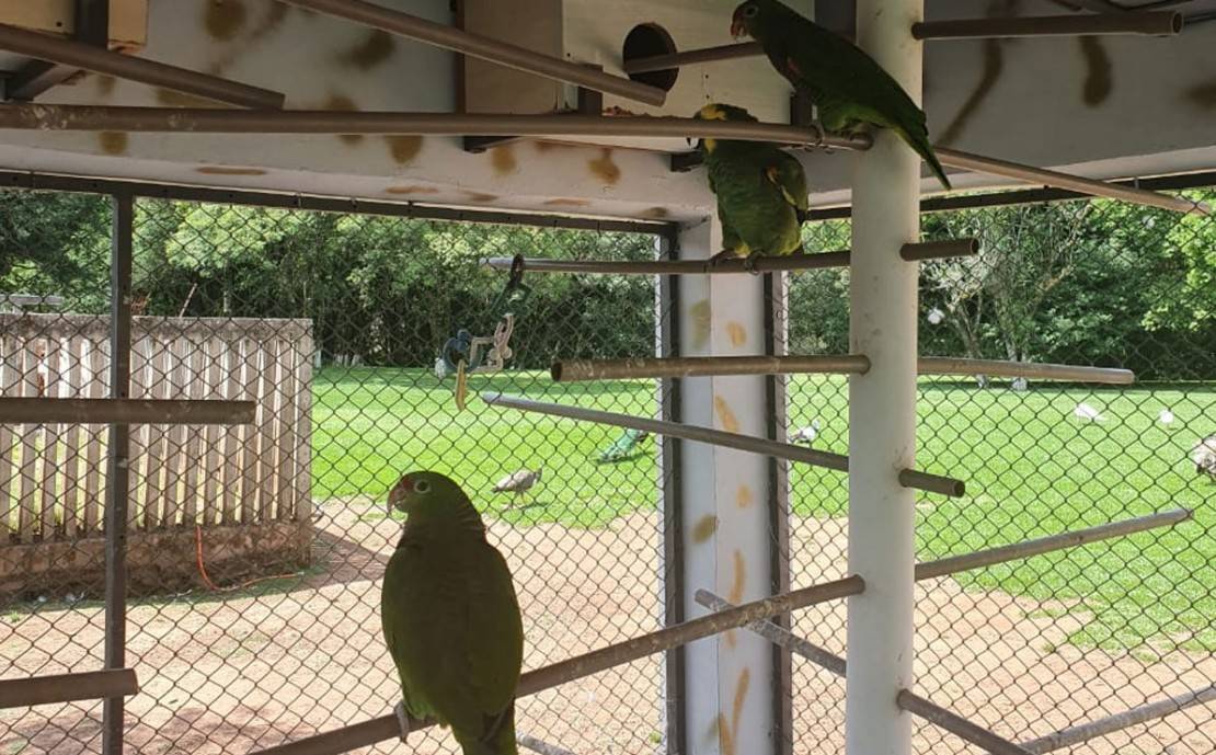 Foto: Divulgação/Polícia Ambiental.