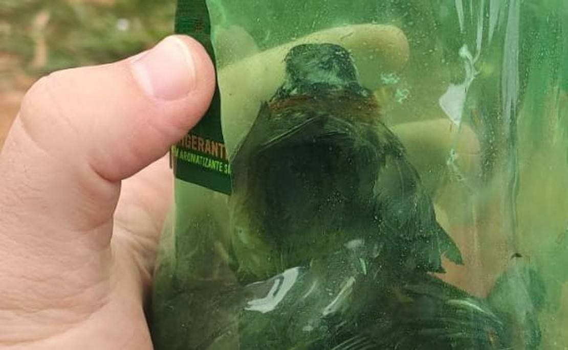 Foto: Colaboração/GM São José dos Pinhais.