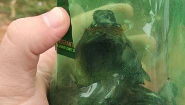 Foto: Colaboração/GM São José dos Pinhais.