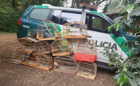 Foto: Divulgação/Polícia Ambiental.
