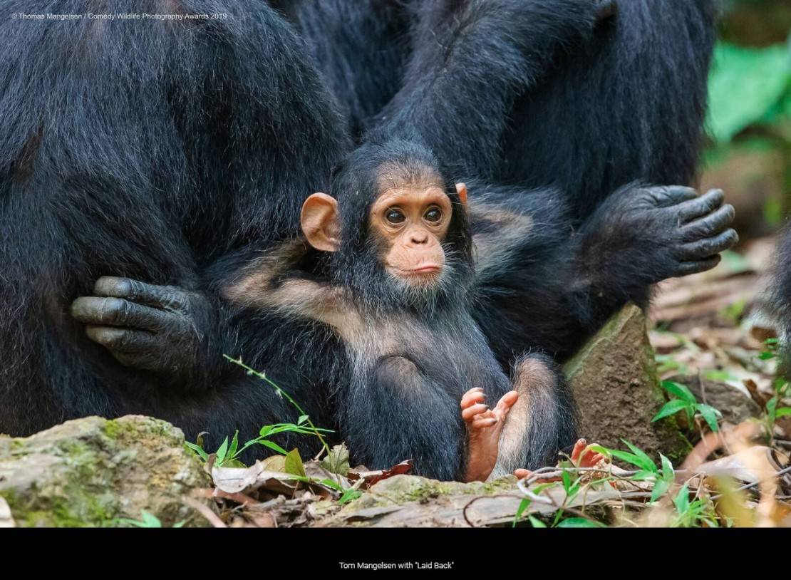 "Só observando a treta rolando por aí". Foto: Thomas Mangelsen