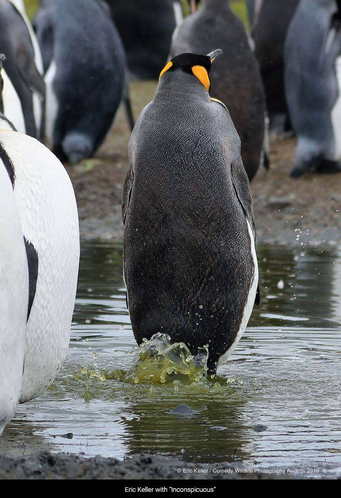 "Não fui eu". Foto: Eric Keller