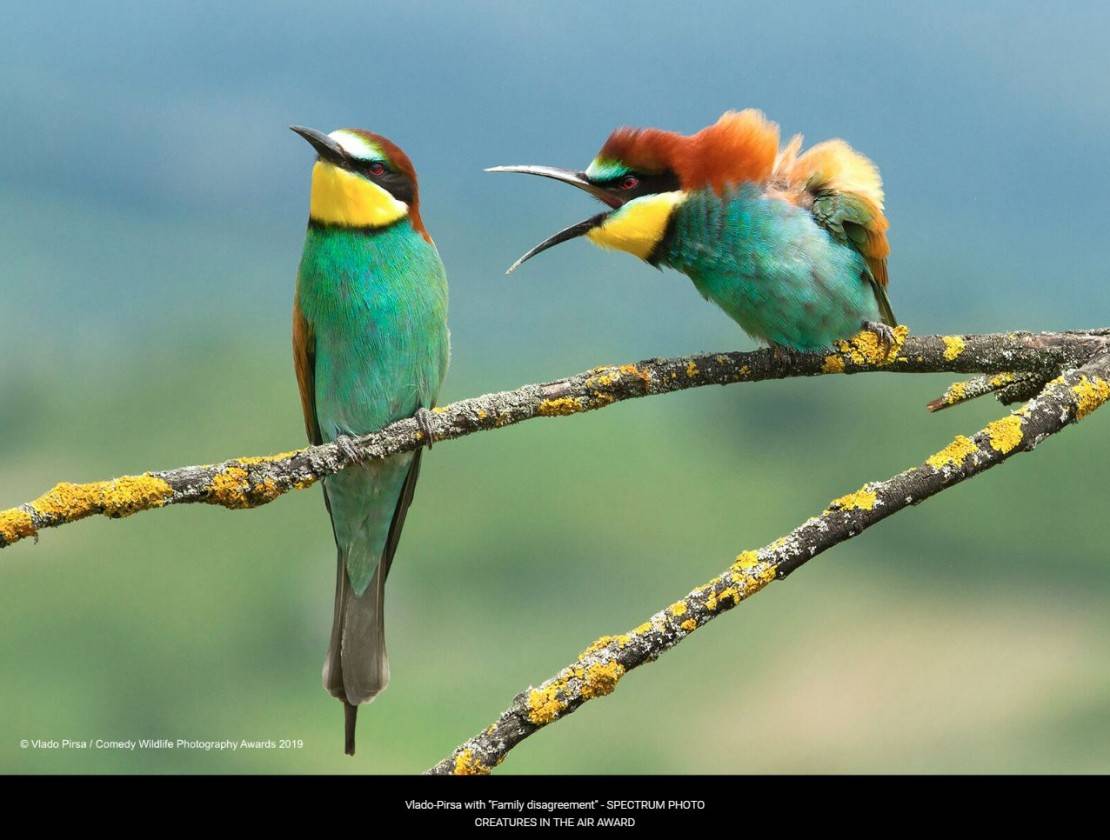 "Que côce foi fazer no mato, Maria Chiquinha" - Foto: Vlado Pirsa