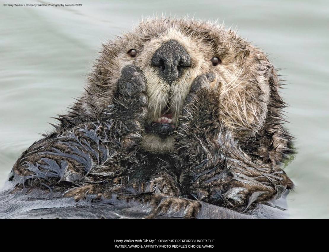 "Meeeeedianeira. Não me diga?". Foto: Harry Walker