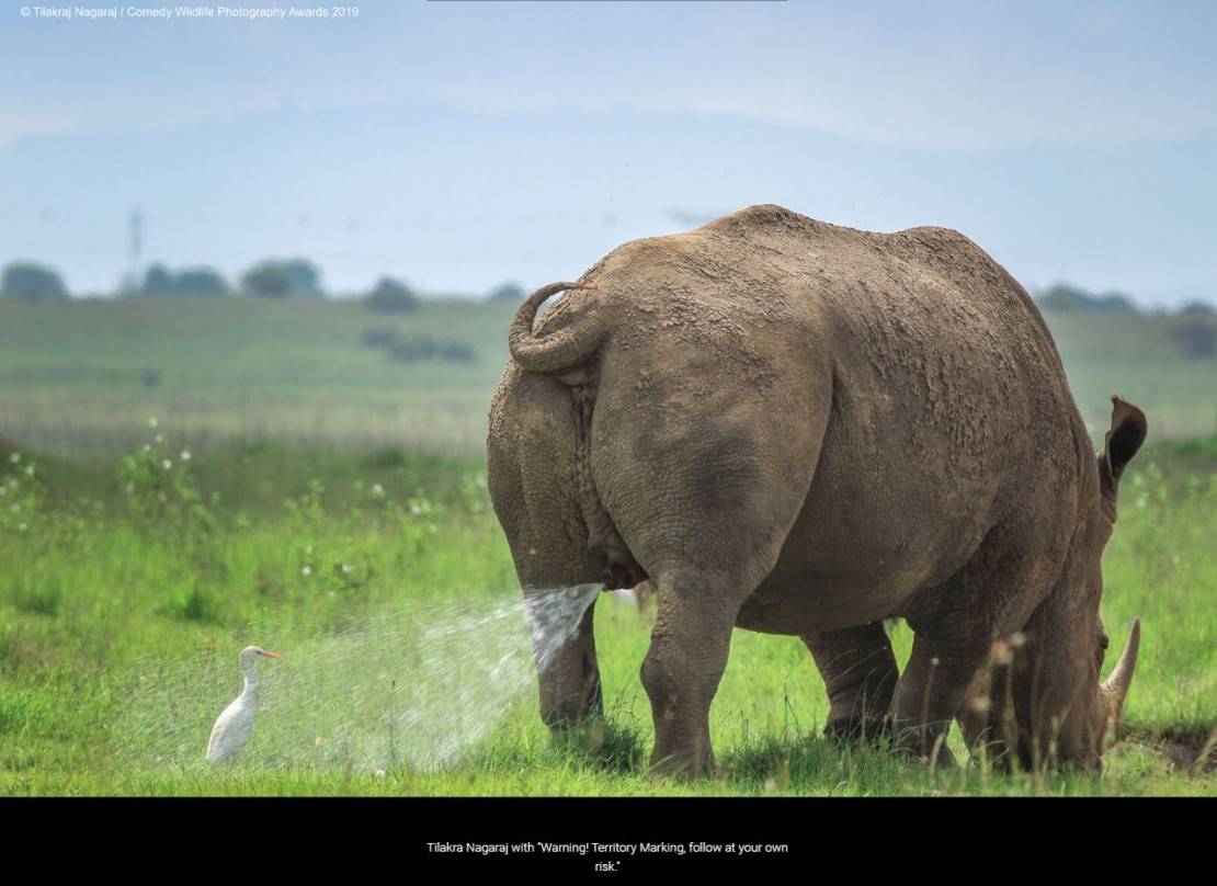 "Óh vida, oh azar". Foto: Tilakra Nagaraj