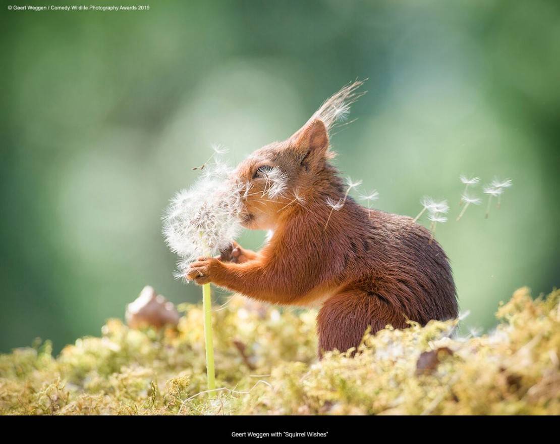 "Acho que vou me esconder aqui". Foto: Geert Weggen