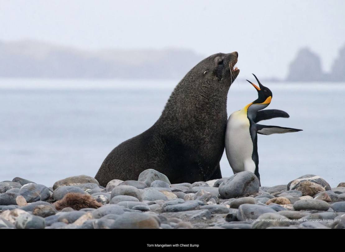 "Vai encarar?". Foto: Tom Mangelsen