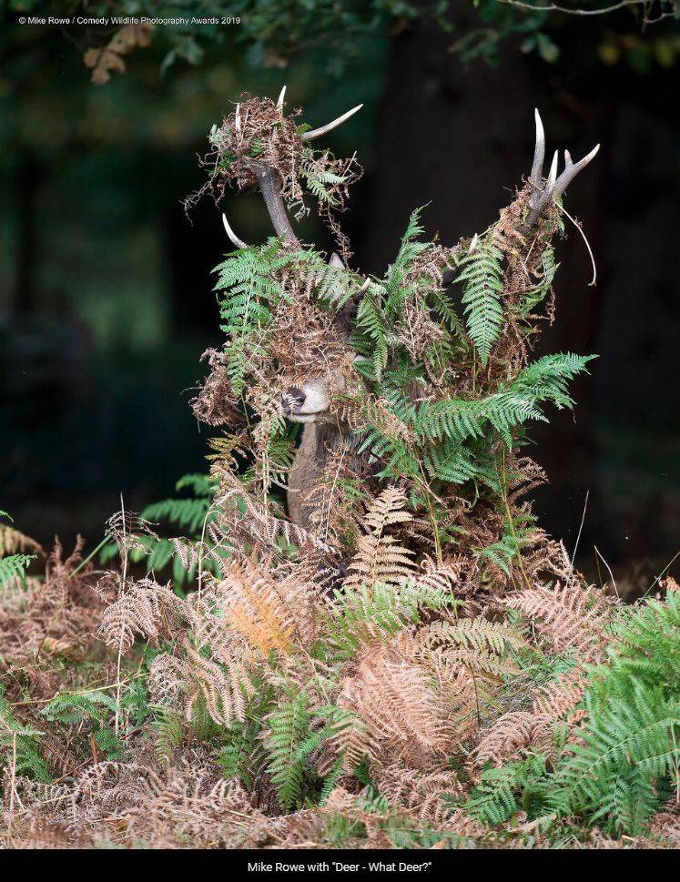 "Sou um arbusto... juro que sou um arbusto". Foto: Mike Rowe