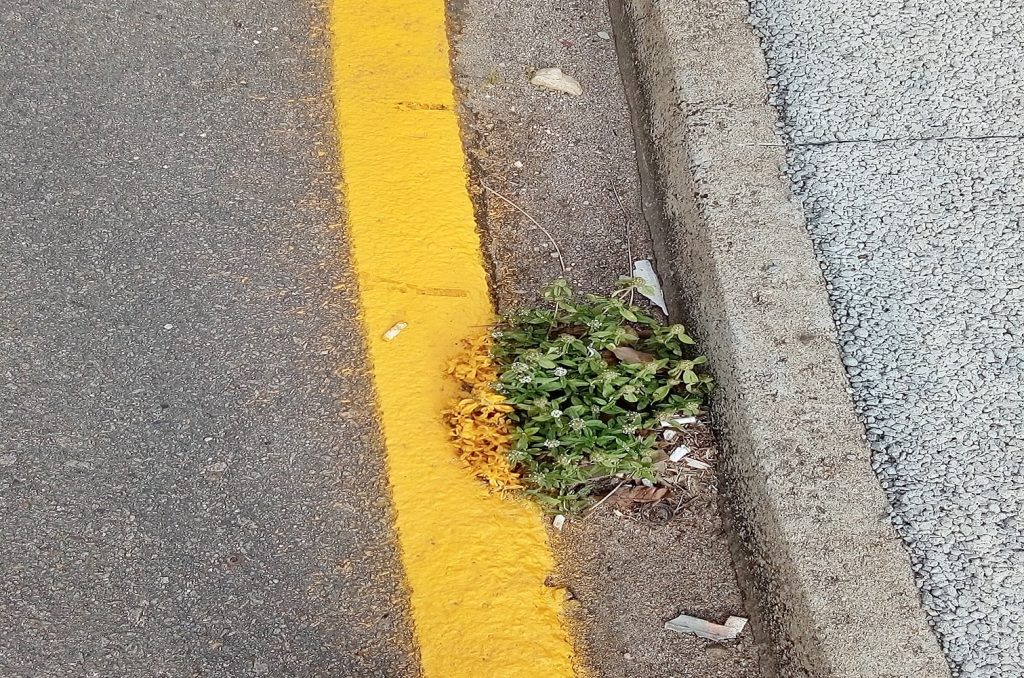 mato pintado em Pinhais