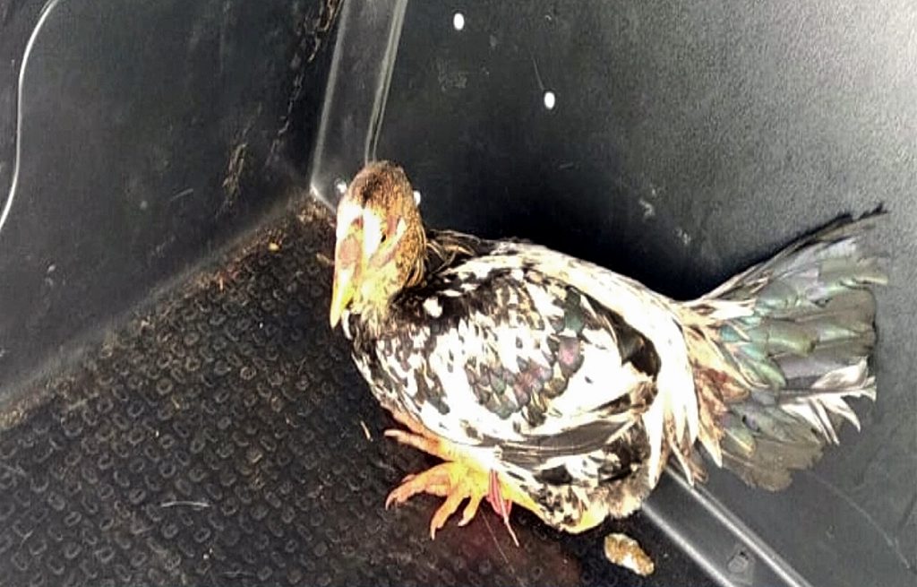 Galo de Ivaiporã "ganha liberdade" e acaba vendido em leilão