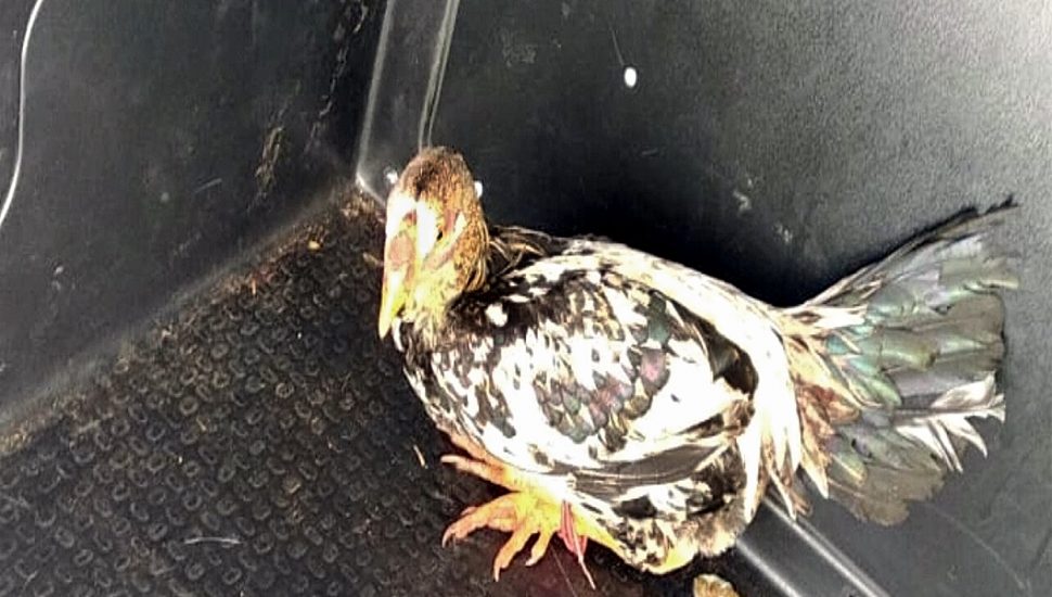 Galo de Ivaiporã "ganha liberdade" e acaba vendido em leilão