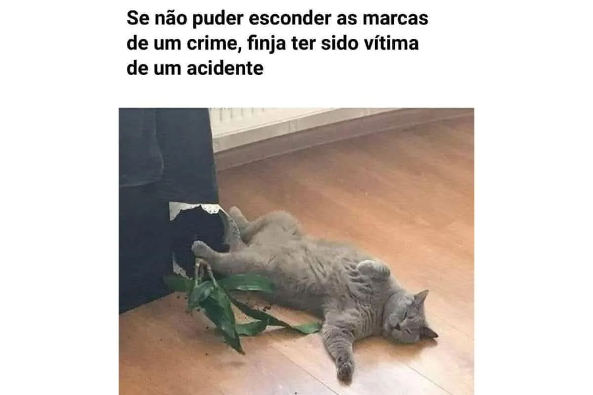 Imagem mostra um gato fingindo fofura após derrubar um vaso de planta em casa.