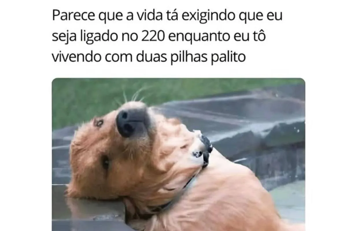 Imagem aparece um cachorro com a cabeça encostada numa borda de piscina com a seguinte frase: "Parece que a vida tá exigindo que eu seja ligado no 220 enquanto eu estou vivendo com duas pilhas palito"