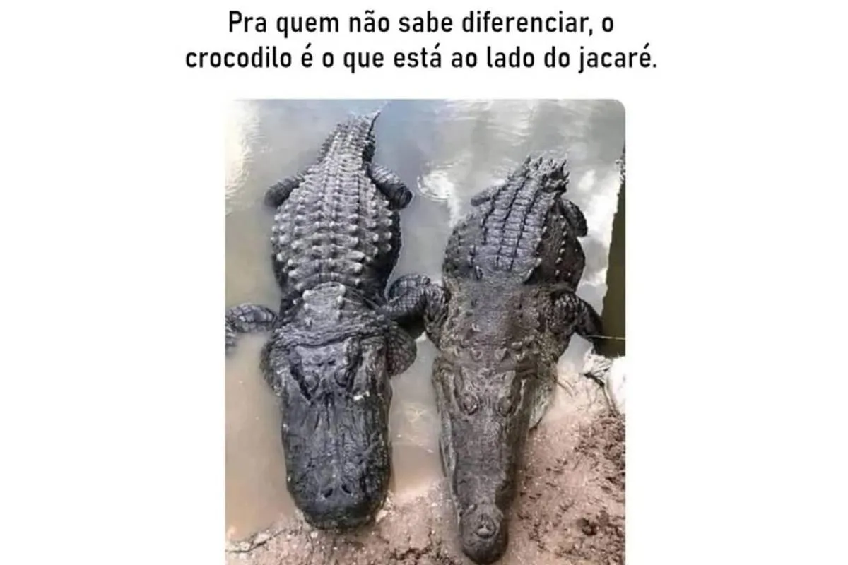 Pra quem não sabe diferenciar, o crocodilo é aquele que está ao lado do jacaré.