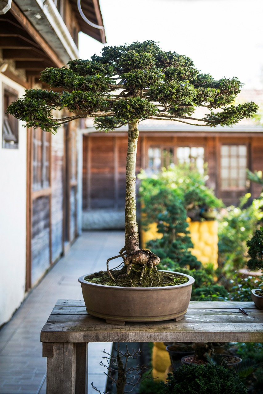 zeolith bonsai Zeolite .7