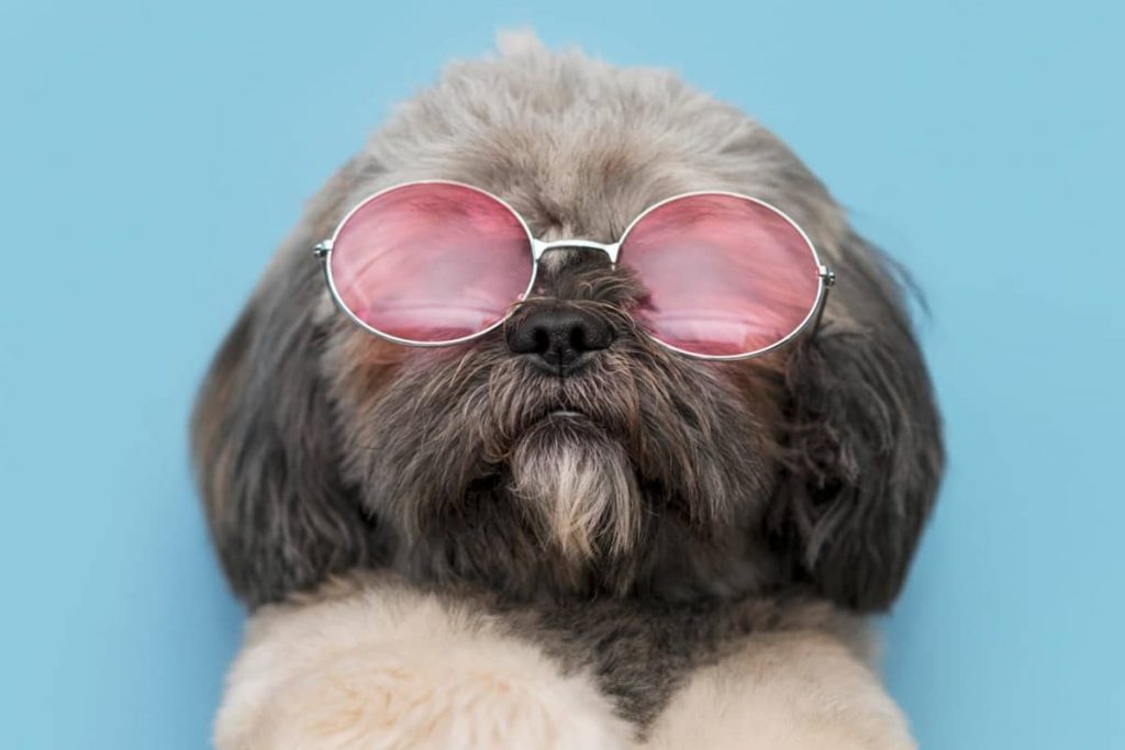 Concurso online "Meu Pet é Show" do Condor sorteia vale-compras de R$ 500