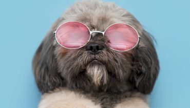 Concurso online "Meu Pet é Show" do Condor sorteia vale-compras de R$ 500