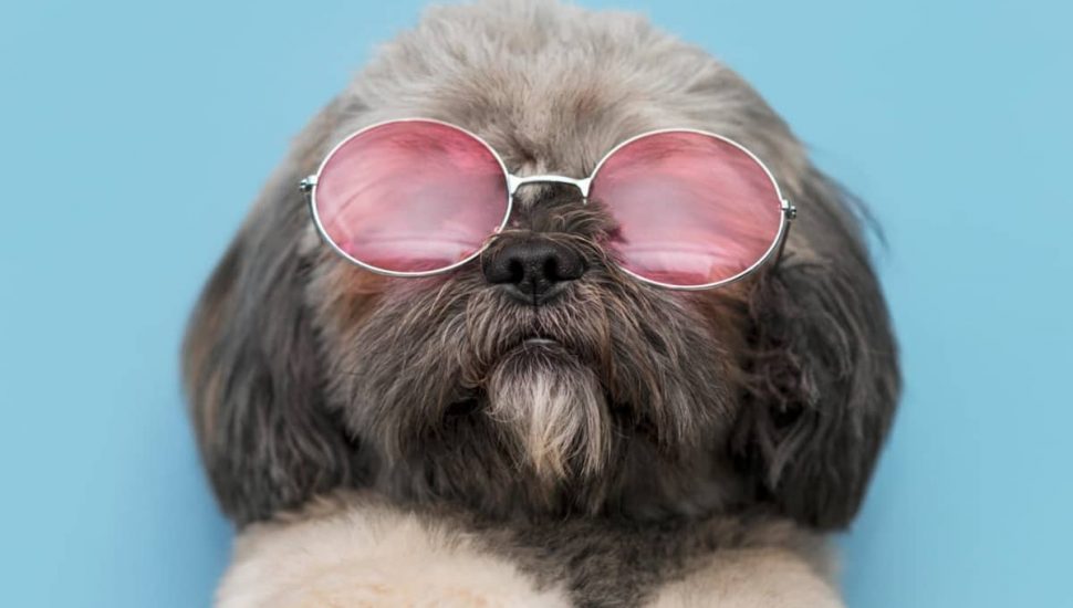 Concurso online "Meu Pet é Show" do Condor sorteia vale-compras de R$ 500