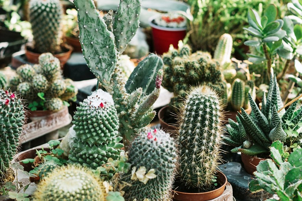 Shopping de Curitiba promove 3ª edição da Feira de Suculentas e Cactos neste final de semana