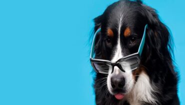 Cãocurso Condor premia cãozinho mais simpático e estiloso neste sábado (27)