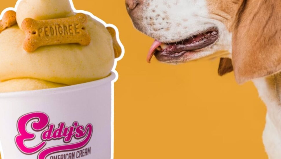 Sorveteria em Curitiba cria sorvete especial para cachorros