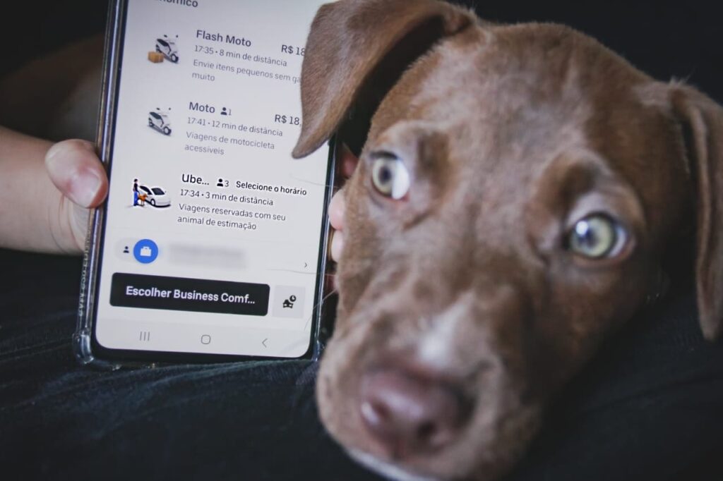Uber pet em Curitiba: veja como viajar com seu animalzinho