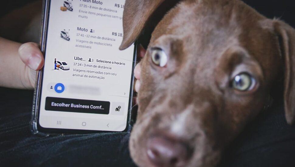 Uber pet em Curitiba: veja como viajar com seu animalzinho