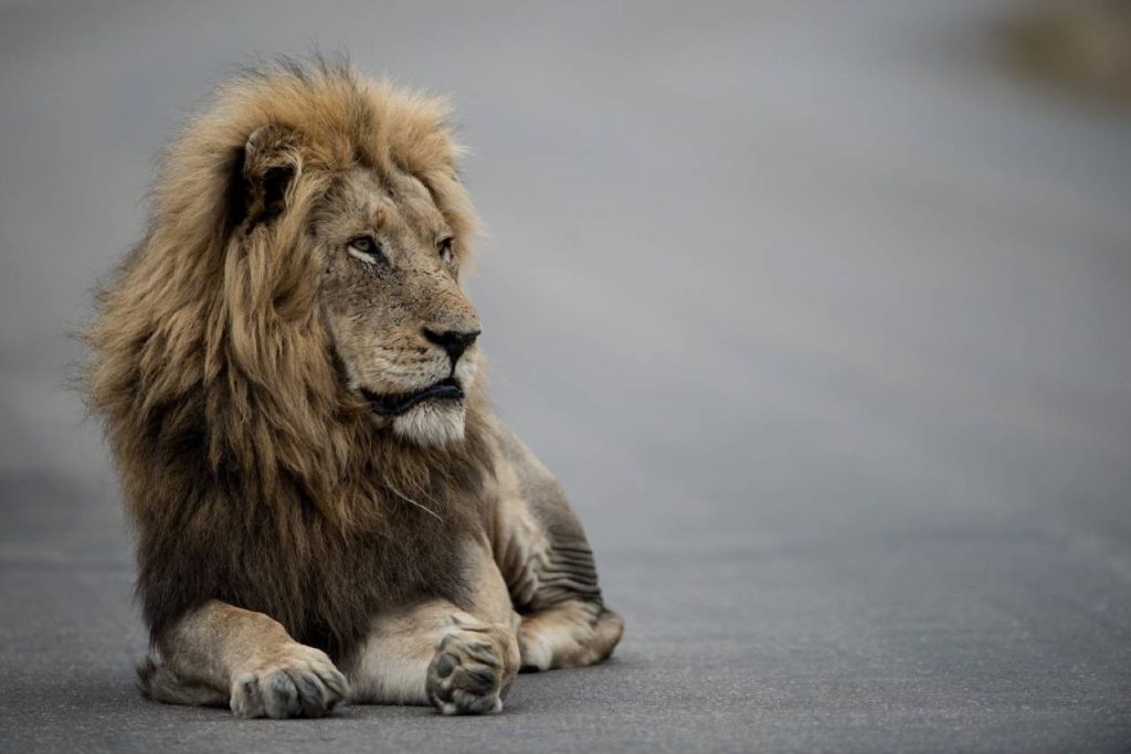 Imposto de renda 2022: como fazer a declaração IRPF 2022