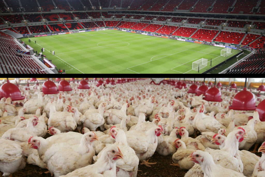 A imagem mostra uma montagem com o estádio da Copa do Mundo acima e um aviário em baixo. Ambos são beneficiados pela energia solar.