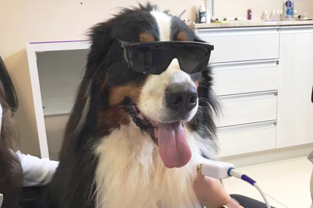 Fisioterapia veterinária reabilita cachorro e devolve qualidade de vida