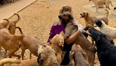 Animais acolhidos pela Associação Amigo Animal