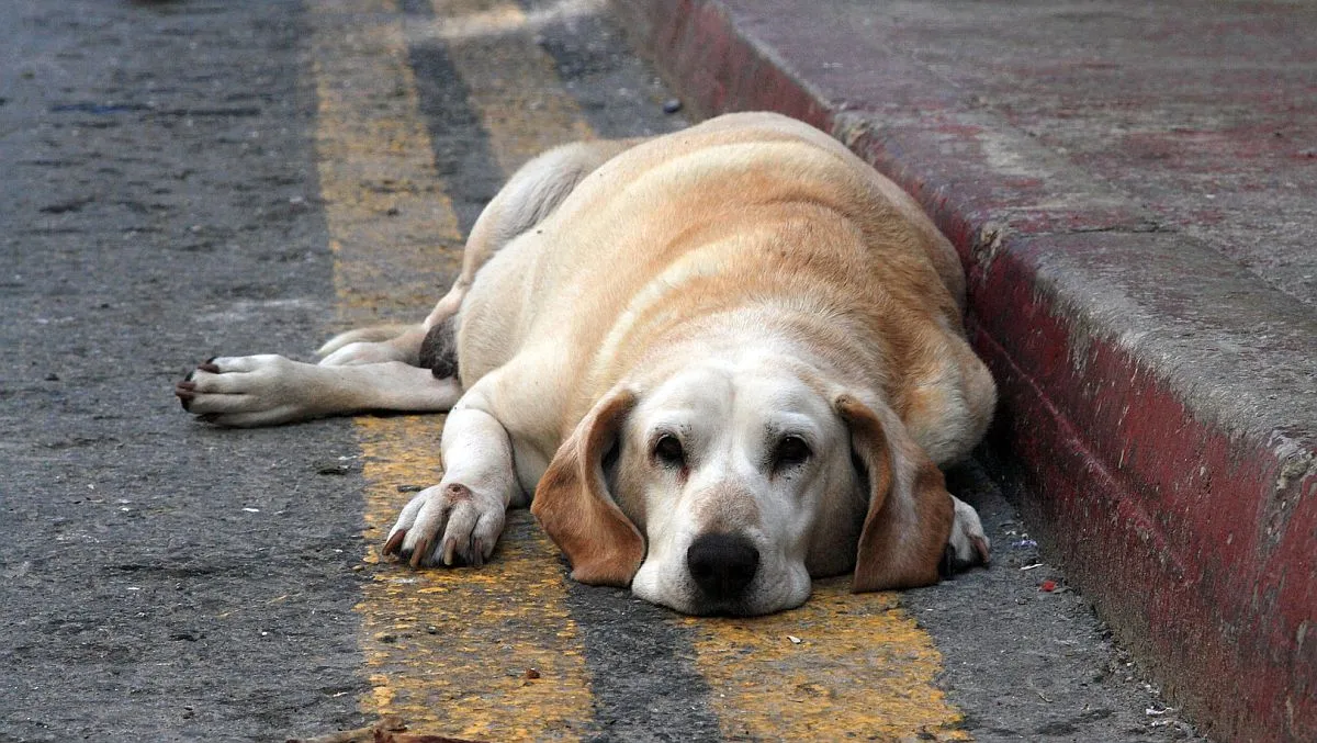 Dezembro Verde: contra o abandono criminoso de animais