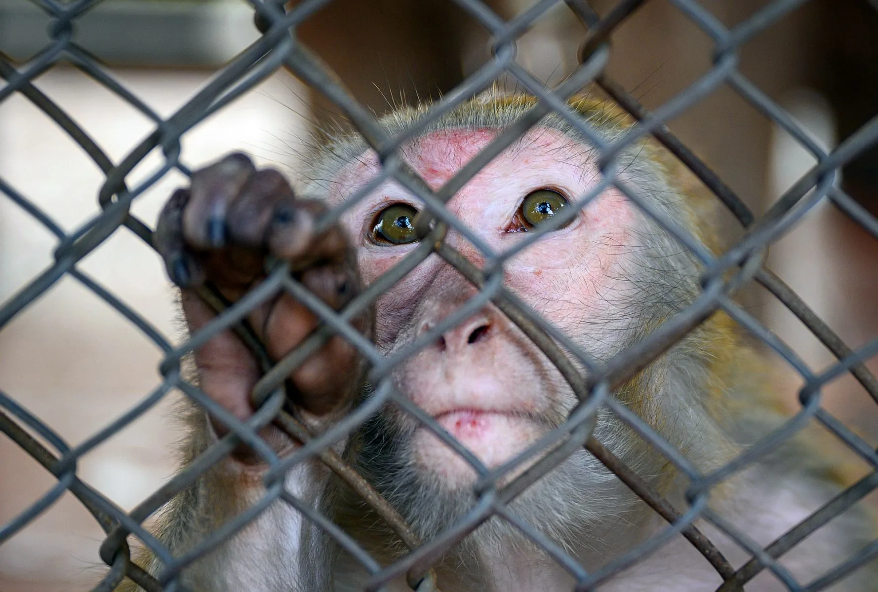 Proteção animal se une para influenciar as eleições de 2026 no Paraná