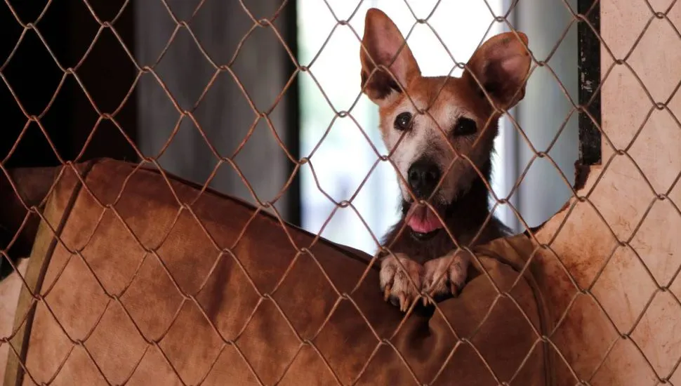 Imagem mostra um cachorro idoso atras de uma tela apoiado em um muro.