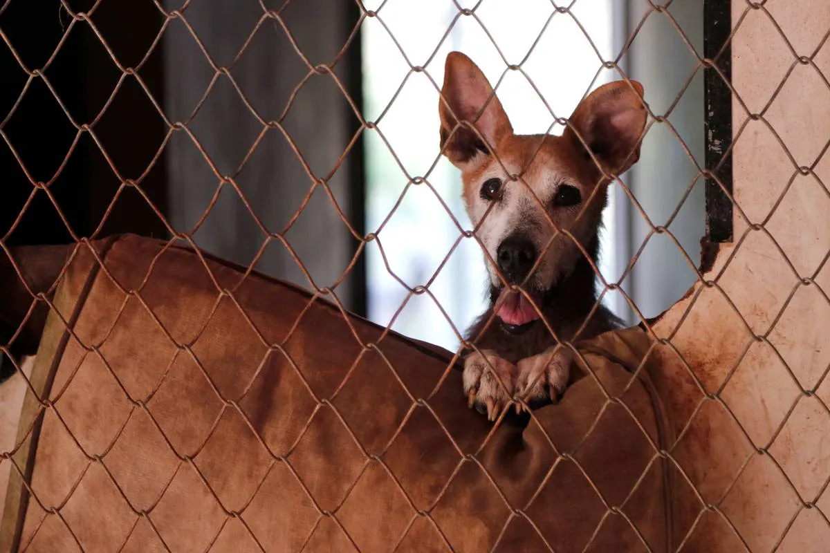 Audiência Pública debaterá criação do Código Estadual de Direitos dos Animais no Paraná