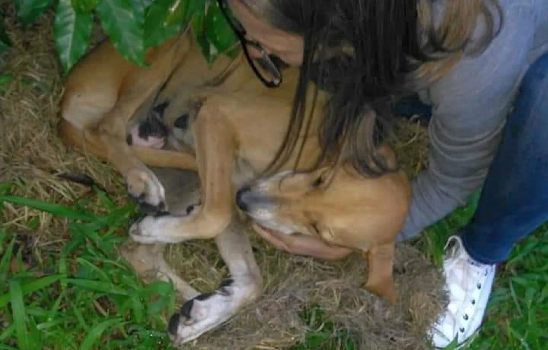 Depois do resgate de um animal, quem fica com a conta?