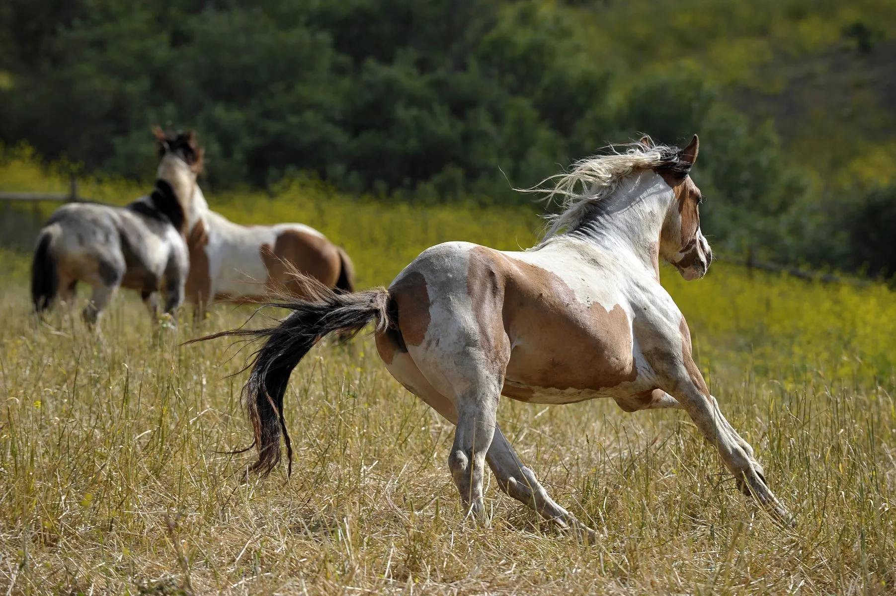 Mustangs, os 