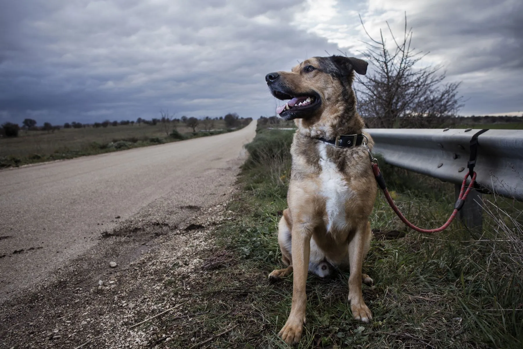 Na eleição, todo mundo ama os animais. Mas e depois?